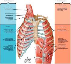 The channel provides a pathway. Surface Anatomy Heart Failure Guws Medical