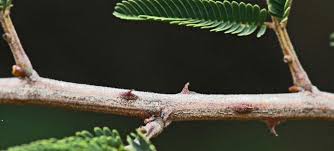 Image result for Acacia amythethophylla