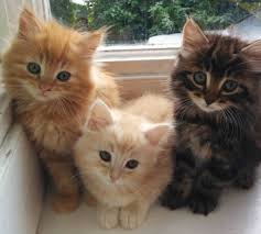 Gumtree Kittens