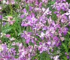 Image result for Matthiola