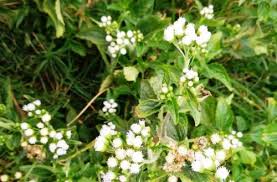 Image result for Ageratum conyzoides