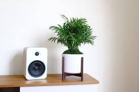 We did not find results for: How To Care For And Grow Your Parlor Palm Plant Care Tips And More La Residence