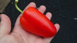 We did not find results for: Gypsy Sweet Pepper Capsicum Annuum Pod Review Youtube