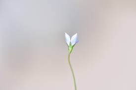 Image result for Wahlenbergia napiformis