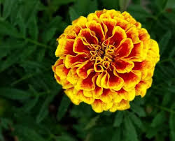 Bellissima pianta con tanti fiori bianchi dalla caratteristica forma di una palla. Tagetes Tagete Consigli Coltivazione E Cura