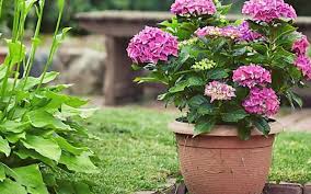 Hortensien Schneiden So Wird S Gemacht Hortensien Garten Blumen