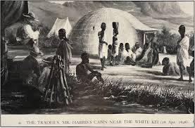 Image result for Leucosphaera bainesii