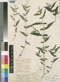 Image result for Isoglossa ciliata