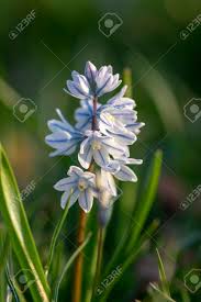 We did not find results for: Puschkinia Scilloides Early Spring Bulbous Flowers In Bloom Small White And Blue Flowering Plant Also Called Striped Lebanon Squill Stock Photo Picture And Royalty Free Image Image 140193210