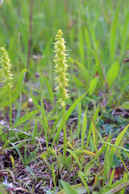 Image result for Digitaria appropinquata