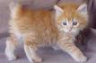 Japanese Bobtails for Sale | Cats on Oodle Classifieds