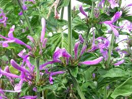 Image result for Acanthaceae