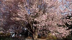 Variety or cultivar 'rancho' _ 'rancho' is a medium sized, spreading, deciduous tree with smooth reddish brown bark with prominent lenticels. Sargent Cherry Youtube