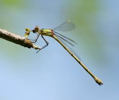 2,004 Dragonfly Eating Stock Photos - Free & Royalty-Free Stock ...