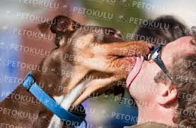Kopekler Neden Yuzumuzu Yalar Kopek Egitimi Malinois Cane Corso