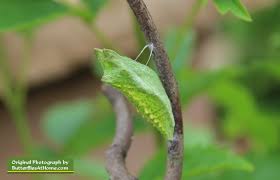 Maybe you would like to learn more about one of these? Black Swallowtail Butterfly Life Cycle Size Identification Photographs Of Swallowtail Eggs And Chrysalis