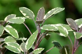 Check spelling or type a new query. Variegated Leaves Pictures Of Bi Colored Plants