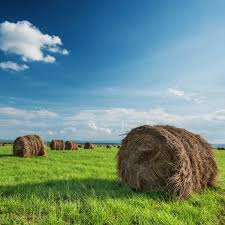 Make hay while the sun shines | Baled