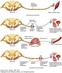 Autonomic And Somatic Nervous Systems Motor Neuron Autonomic Nervous System Anatomy And Physiology
