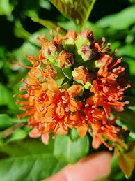 Image result for Combretum bracteosum