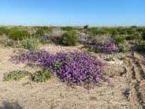 Image result for Diheteropogon filifolius