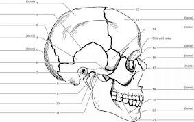 Check spelling or type a new query. Figure 13 3 Label The Inferior Bones And Features Of The Skull Skull Anatomy Anatomy Bones Medical Terminology Worksheets