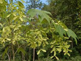 Image result for Achyrospermum aethiopicum