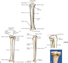 Bone diagram forehead (frontal bone) nose bones (nasals) cheek bone (zygoma) upper jaw (maxilla) lower jaw (mandible) breast bone (sternum) upper arm bone (humerus) lower arm bone (ulna) thigh bone (femur) collar bone (clavicle) toe bones (phalanges) ankle bones (tarsals) kneecap (patella) shin bone Lower Limb Radiology Key