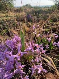 Image result for Xerophyta retinervis