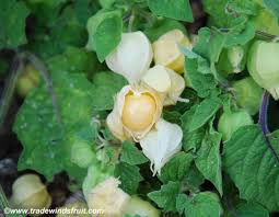 Image result for Physalis pubescens