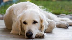 Cancer affects dogs in the same way that it affects humans: Osteosarcoma Bone Cancer In Dogs Causes Symptoms Treatment Pawlicy Advisor