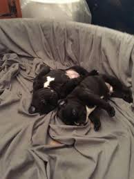 Weekly brushing will go a long way in keeping this pup's coat healthy. French Bulldog Puppies For Sale In Springfield Massachusetts Classified Americanlisted Com