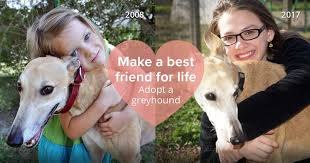 Maryland area residents looking to adopt a dog can choose from several local greyhound agencies. Adopt A Greyhound Grey2k Usa Worldwide