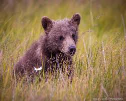 More Cute Cubs - Photographing Grizzly Bears - Part 7 - David L ...