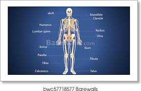 Almost every skeletal muscle works by pulling two or more bones either closer together or further apart. 3d Illustration Of Human Skeleton Anatomy Art Print Barewalls Posters Prints Bwc57718577