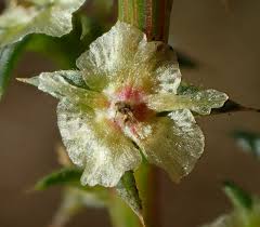 Image result for Salsola