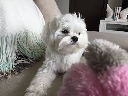 Pin By Holly Gallup On Baby Stella Doggy Dog Chews Dog Wedding