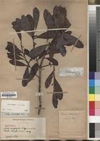 Image result for Euclea schimperi