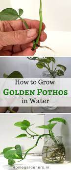 Golden Pothos Care How To Plant Grow And Care For Money Plant Money Plant Care Money Plant Indoor Money Plant