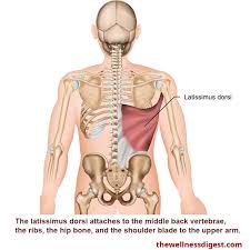 There is often more than one diagnosis, but an early and an exhaustive physical patients with debilitating back issues develop symptoms in the back of the hip near the buttocks. Latissimus Dorsi Muscle Shoulder Arm Low Abdominal Pain The Wellness Digest