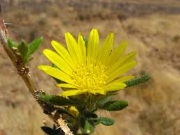 Image result for Hirpicium