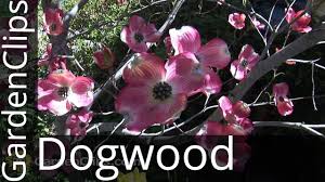 Benthamidia florida (l.) spach) is a species of dogwood native to eastern north america. Flowering Dogwood Cornus Florida How To Grow Dogwood Tree Youtube
