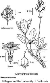Image result for Menyanthaceae