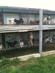 One way we have been successful in educating about and. Indiana Amish Puppy Mill Pets Care Puppy Dogs Puppymills Freedom Educate Puppy Mills Puppies Cute Little Puppies