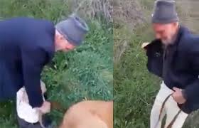 Zoofili Hayvanlarla Cinsel Iliski Inci Sozluk