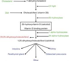 Calcium Phosphate And Magnesium Disorders Intechopen