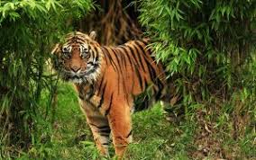 Dalam suatu rantai makanan terdapat makhluk hidup yang mempunyai peran sebagai produsen, konsumen, dan sebagai dekomposer (pengurai). Penjelasan Lengkap Seputar Rantai Makanan Di Hutan Nusa Caraka