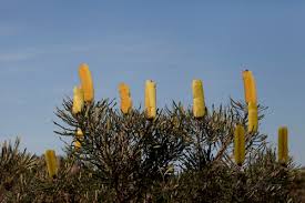 Image result for Banksia attenuata
