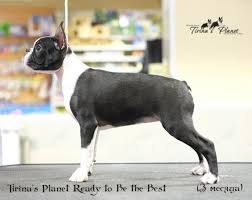 Here at kc boston terriers our goal is to give our forever families the longest, healthiest, happiest life with their precious new puppy! Boston Terrier For Sale In The City Of Moskva Russian Federation Price 877 Announcement 906