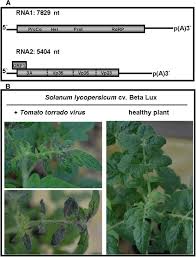 Maybe you would like to learn more about one of these? Contribution Of Tomato Torrado Virus Vp26 Coat Protein Subunit To Systemic Necrosis Induction And Virus Infectivity In Solanum Lycopersicum Virology Journal Full Text